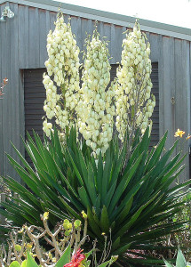 new-mexico-nm-state-flower-yucca-flower