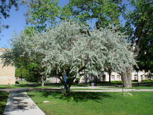 Eleagnus angustifolia tree