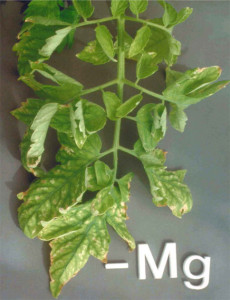 Mg_Deficiency_Tomato