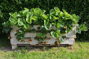 strawberry-pallet-planter