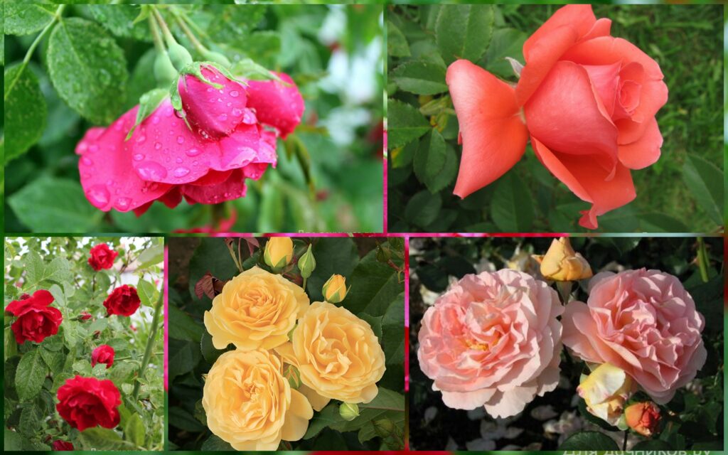 Парковые Розы Сорта Фото С Названиями