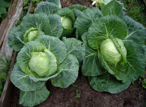 Cabbage Pourovo Polopozdni