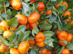 polza-mandarinov