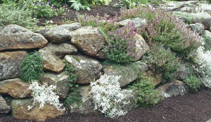 Herbs & retaining wall