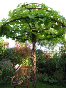 The Vine Tree September 2010  (vine planted May 2008)