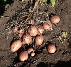semennoj-kartofel-1