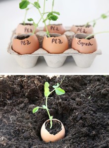 20-Insanely-Clever-Gardening-Tips-And-Ideas12